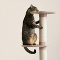 Modern Cat Climbing Tower